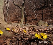 봄의 전령 복수초, 경주에 활짝..노루귀·변산바람꽃도