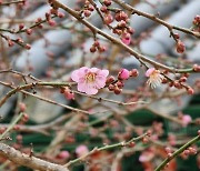 [사진] 봄비에 젖은 화엄사 분홍빛 매화