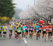 합천군, 제20회 벚꽃 마라톤대회 전면취소