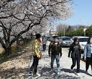 취소·연기.. 올해도 '축제 없는 봄'