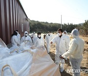 경북도, 조류인플루엔자 특별방역 2주 연장.."산발적 발생"