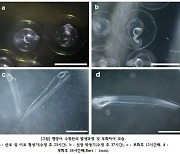 군산대 허준욱 교수 연구팀, 뱀장어 자어 생산 성공