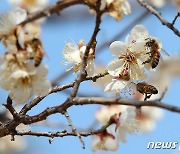[오늘의 날씨]대구·경북(28일, 일)..낮 최고 17도 봄 날씨 완연