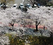 올해 벚꽃도 일찍 핀다..서울 4월 9일 만발