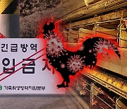경기 포천 산란계 농장서 고병원성 AI 확진..국내 농장 103번째