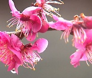 [영상] 봄비 속에 시작된 봄꽃의 아우성!