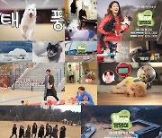 김원효♥심진화-이태성-김수찬-김지민, 매력반점 반려견 소개 (달려라 댕댕이)