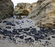 Israel Oil Spill