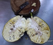 Brazil Misunderstood  Jackfruit