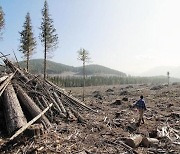 멀쩡한 산림 파괴하고 탄소 배출 더 많아.. '말로만' 친환경?