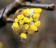 [한 컷] 봄비 머금은 산수유꽃