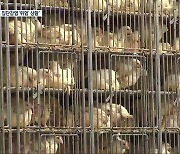 진천 닭·오리 가공공장 코로나19 집단감염 '비상'