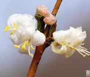 [포토친구] 봄꽃 5종 세트