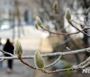 '다가온 봄 알리듯 꽃망울 맺힌 목련'
