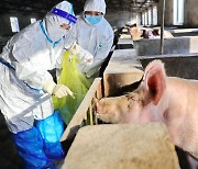 中 아프리카 돼지열병 변이바이러스도 출현.."이미 만연할 수도"