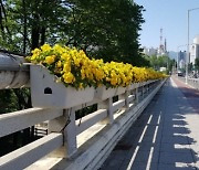 대구광역시, 코로나로 지친 시민들에게 행복 전해줄 꽃거리 조성
