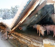 폭설로 무너진 축사에 갇힌 돼지들
