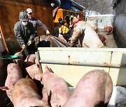 폭설 피해 축사서 구조된 돼지들