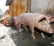 '폭설 피해 축사에서 돼지를 구해라'