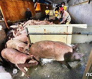 폭설로 무너진 보금자리 옮기는 돼지들