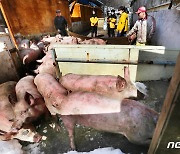 폭설로 무너진 축사서 구조된 돼지들