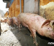 폭설 피해에서 목숨 건진 돼지들
