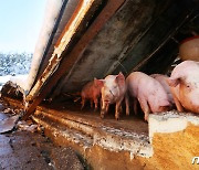 폭설로 무너진 축사 속 돼지들