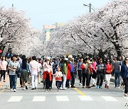 "정읍 벚꽃축제 올해도 취소"..코로나 확산 차단 대비
