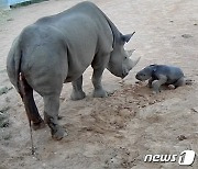 [영상] 울지 말고 일어나, 아기 코뿔소의 첫걸음마