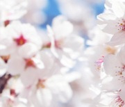 정읍시,코로나19 여파 벚꽃축제 올해도 취소