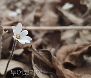 국립생태원에 도착한 봄 '노루귀 개화'