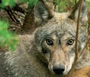 냄새조차 흘리지 않는 늑대의 사냥법