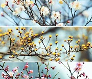 [포토] 매화 산수유 홍매화.. 여의도공원서 활짝 핀 '봄'