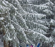 눈덮인 발왕산에서 스노보드를 즐기는 관광객들