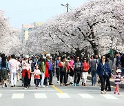 '정읍 벚꽃축제' 올해도 못 연다, 코로나19 탓 취소