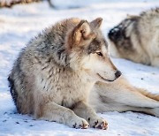 미국 사냥꾼들, 바이든의 '보호' 재개 짐작하고 맹렬한 늑대몰이