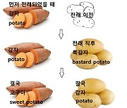 김동인의 감자, 우리가 아는 그 '감자'가 아니라고?