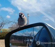 출근길 영하권 '반짝 추위'..낮부터 기온 올라 포근