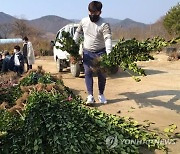 '전국 최대 묘목시장' 옥천서 한달간 온라인 묘목 판매행사
