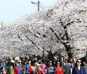 '야속한 코로나19'..정읍시 벚꽃축제 올해도 취소
