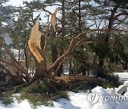 폭설에 부러진 강릉 소나무