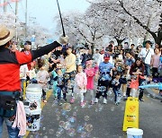 정읍시, 코로나19 여파 벚꽃축제 올해도 취소 결정