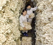 북한 "영양가와 생산성 높은 버섯을 더 많이 생산"