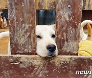 [최기자의 동행] 개농장서 구조된 생명들에게 새 삶 선물하던 날