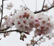 '벚꽃 만개, 다가오는 봄'