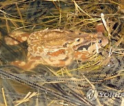짝짓기 한창인 두꺼비들
