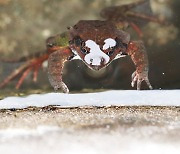 물 밖이 궁금한 개구리