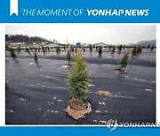 [모멘트] 묘목 심어진 LH 직원 땅 투기 의혹 지역
