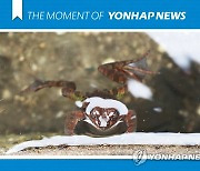 [모멘트] '경칩' 물 밖이 궁금한 개구리