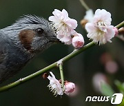 [오늘의 날씨] 경기(5일, 금)..맑고 포근한 봄날씨